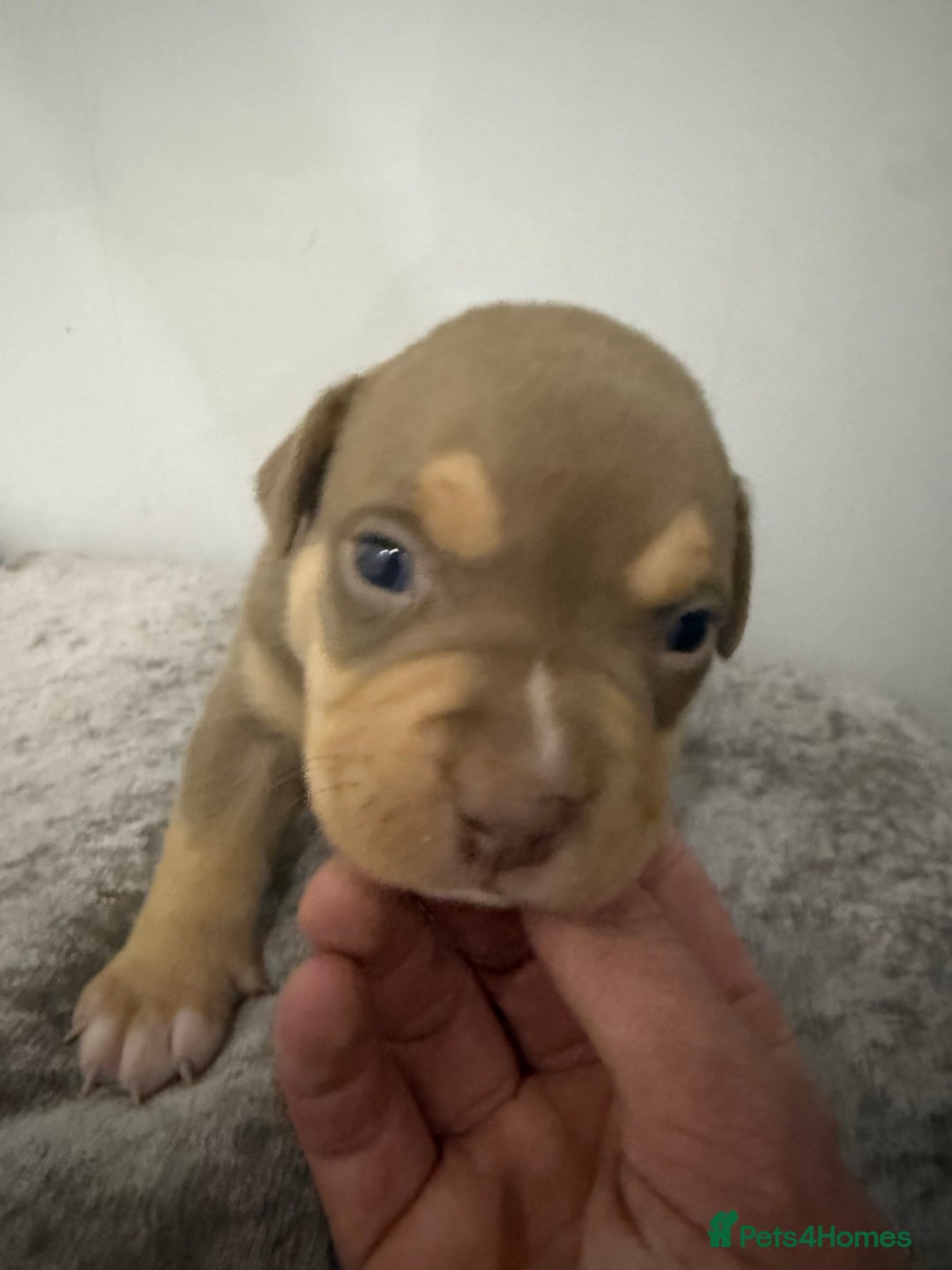 American Bully dogs for sale: Beautiful little pocket bullies for sale - Advert 24