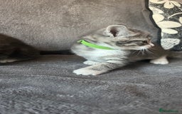 Mixed Breed cats for sale: Kittens - Image 7