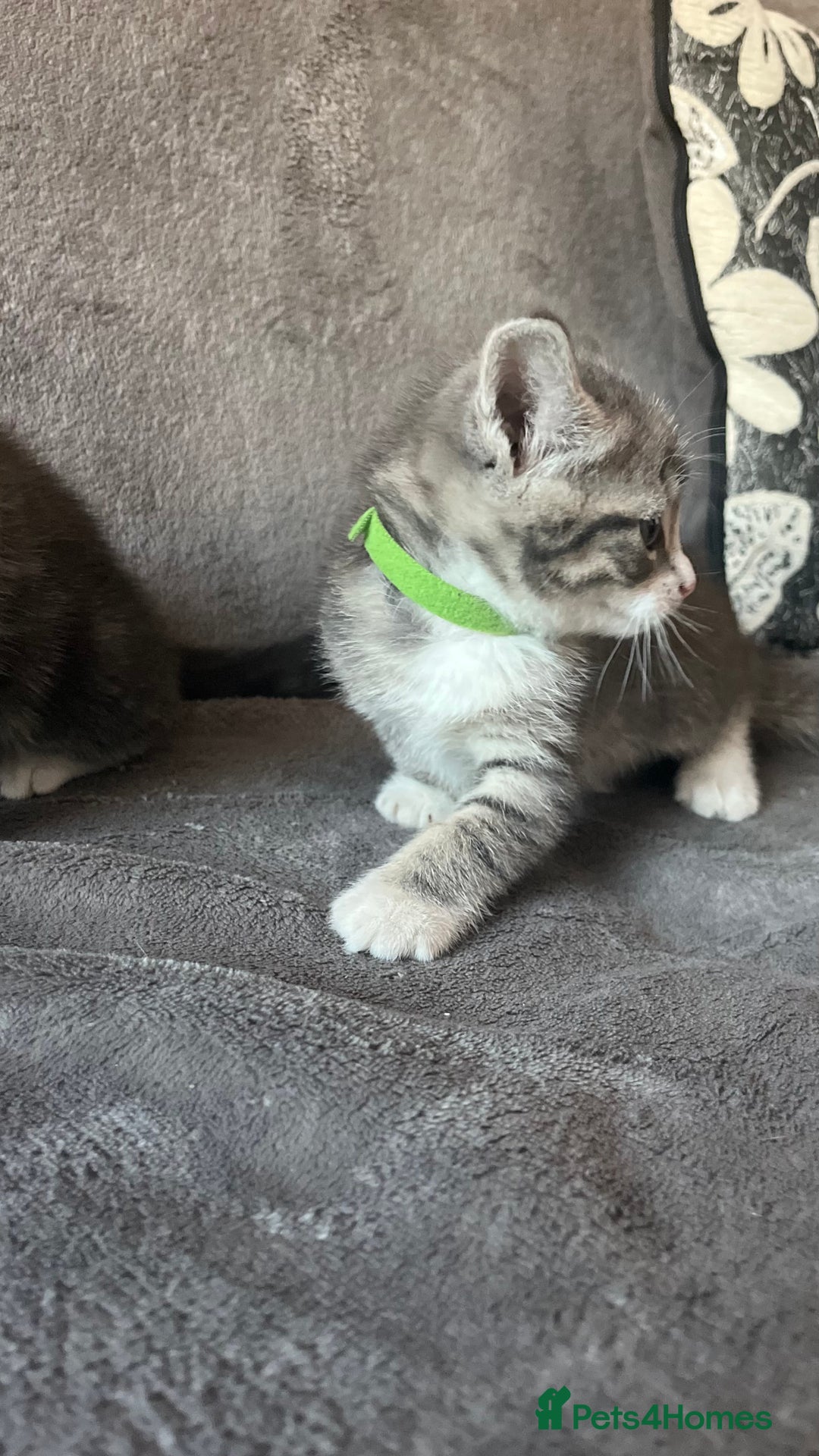 Mixed Breed cats for sale: Kittens - Image 7