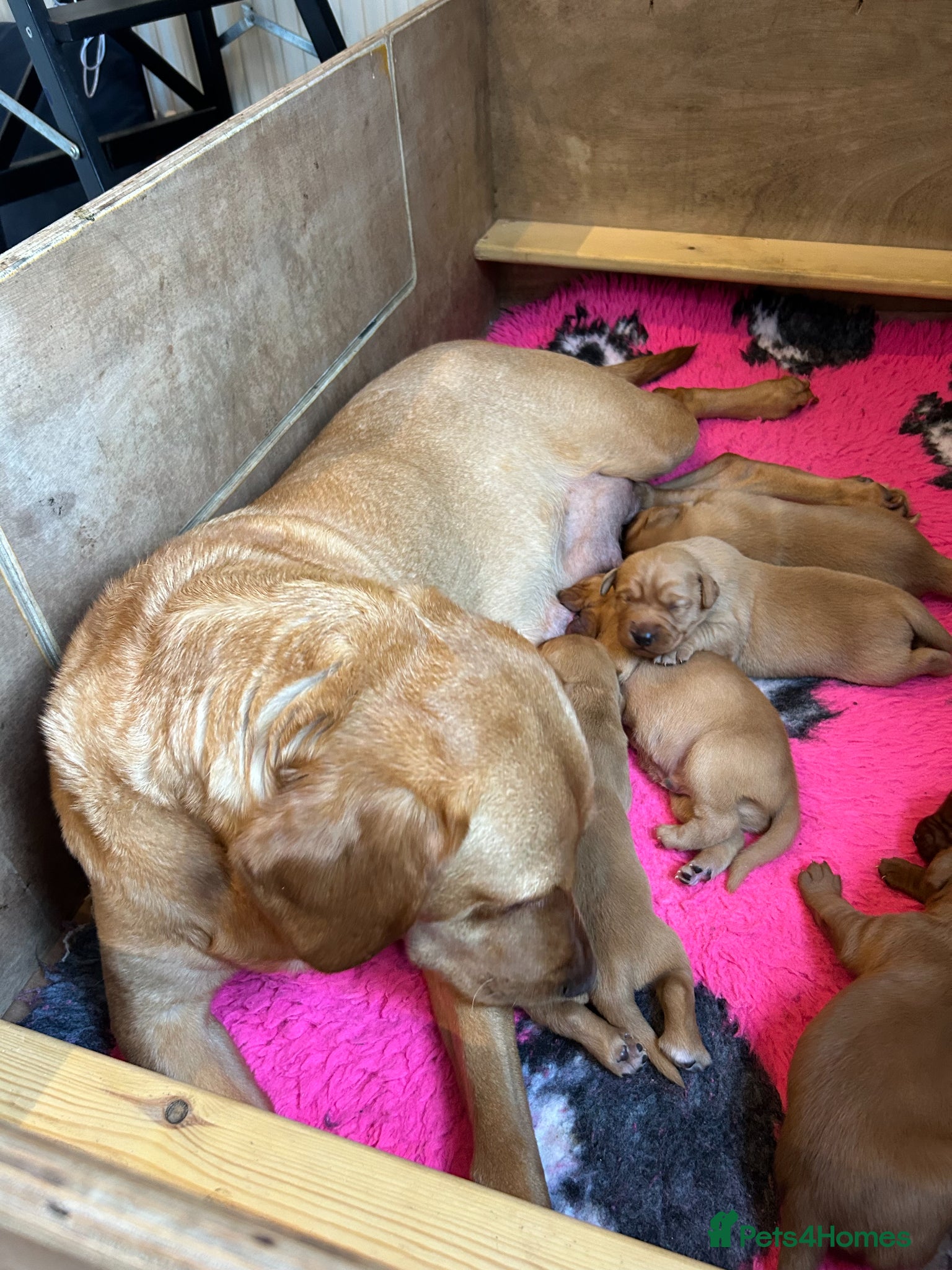 Labrador Retriever dogs Beautiful KC Fox Red Labrador puppies for sale  - Advert 2