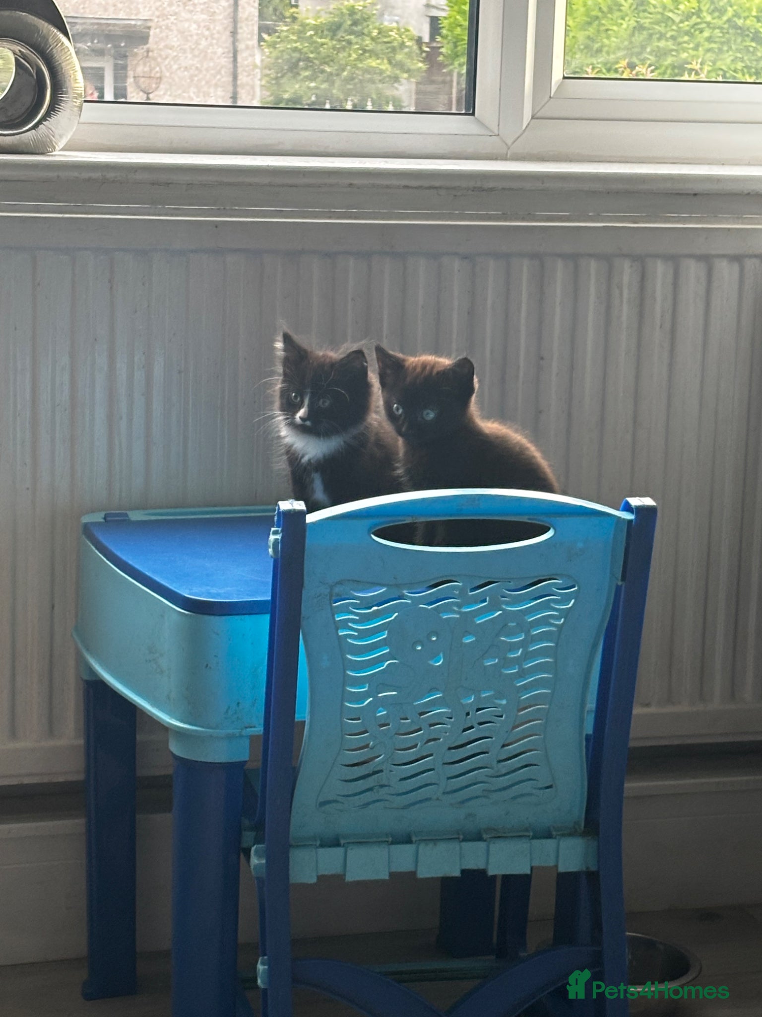Mixed Breed cats for sale: Kittens for sale in Wigan - Advert 7