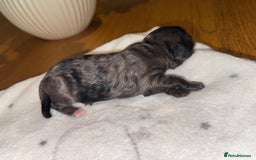 Cockapoo dogs for sale: Cockerpoo FB1 ready to leave  **  Eve  - Image 10