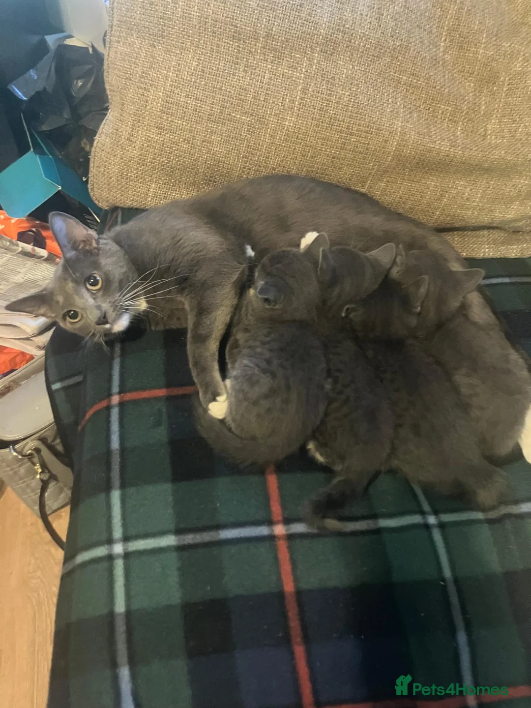Mixed Breed cats for sale: Beautiful russian blue/british short hair cross in Banbury - Advert 18