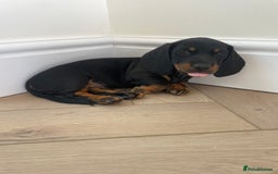 Miniature Dachshund dogs for sale: Last boy ready for new home Mini Dachshund  - Image 6