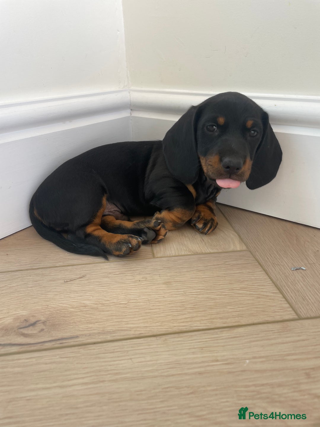 Miniature Dachshund dogs for sale: Last boy ready for new home Mini Dachshund  - Image 6