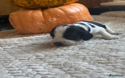 Cocker Spaniel dogs for sale: Show cocker spaniels  - Advert 7