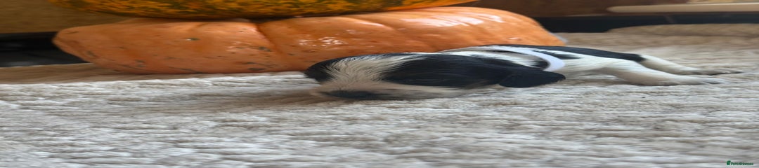 Cocker Spaniel Puppy 6