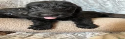 Doxiepoo dogs for sale: Ready to leave Doxiepoos, Jet Black girl and boy  - Advert 1