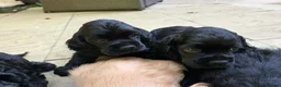 American Cocker Spaniel dogs for sale: American cocker spaniels puppies - Advert 9