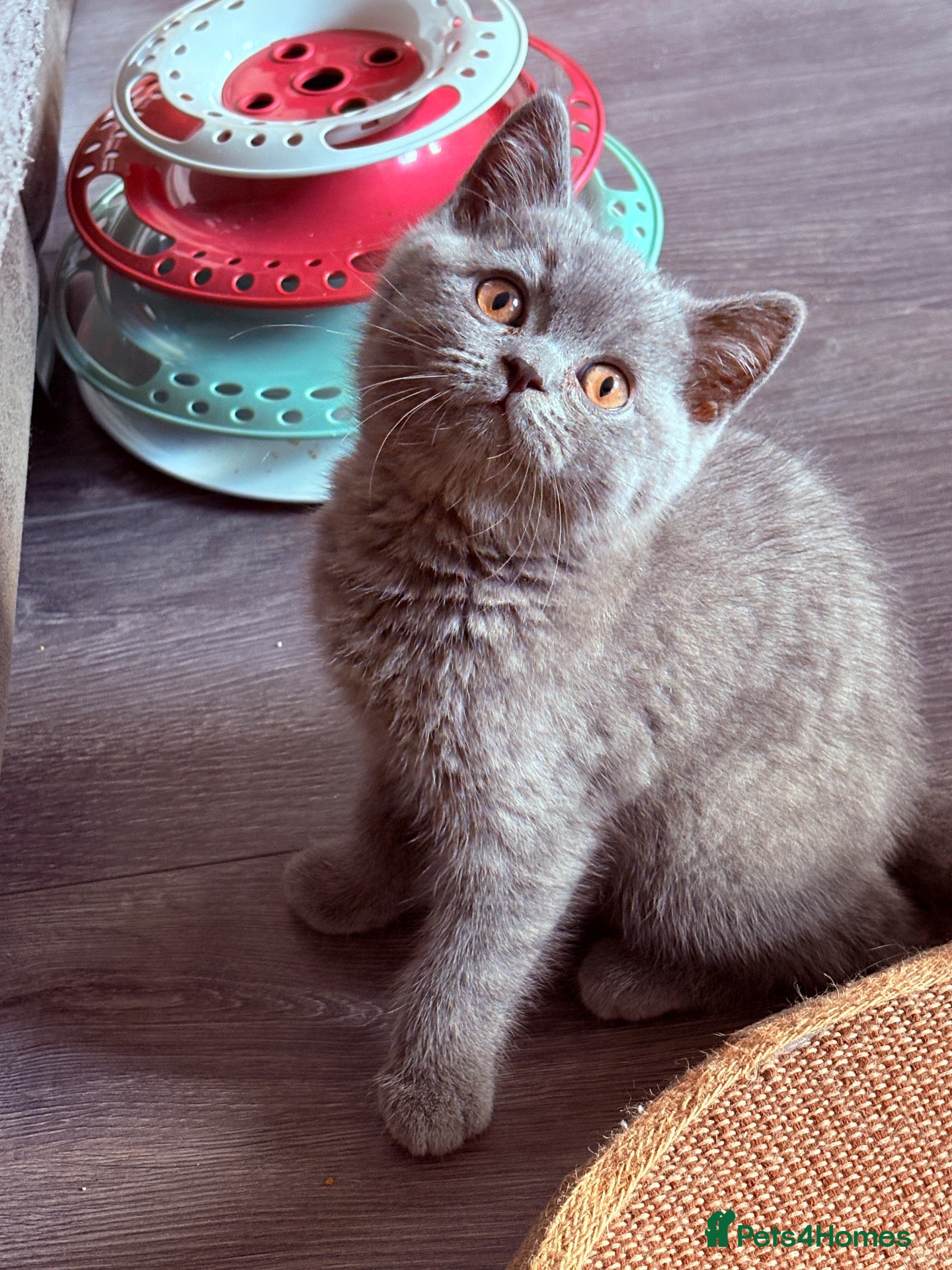 British Shorthair cats for sale: Ready Now 😻 Beautiful GCCF BSH Kittens - Advert 1