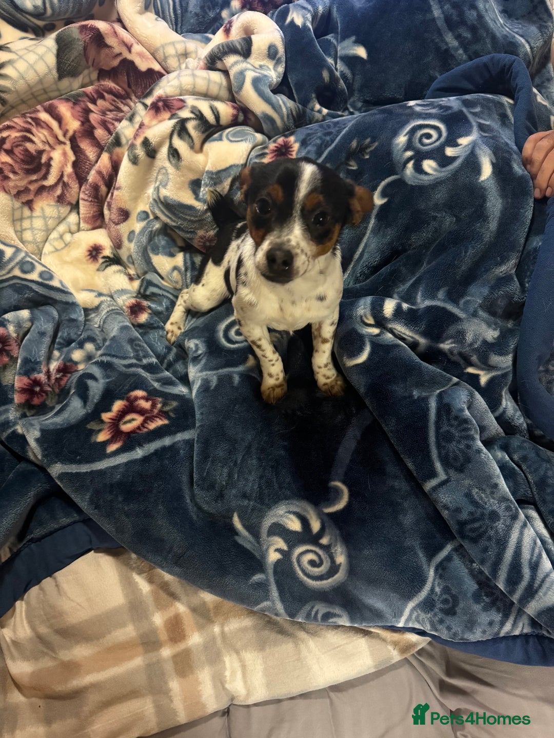 Jack Russell dogs for sale: Jack, Russell - Advert 3