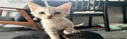 British Shorthair cats for sale: Beautiful BSH kittens  - Advert 7