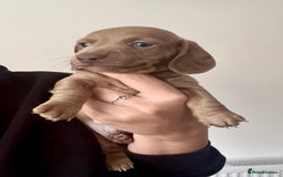 Miniature Dachshund dogs for sale: ✨ OUTSTANDING QUALITY KC BOY LEFT!✨ - Image 2