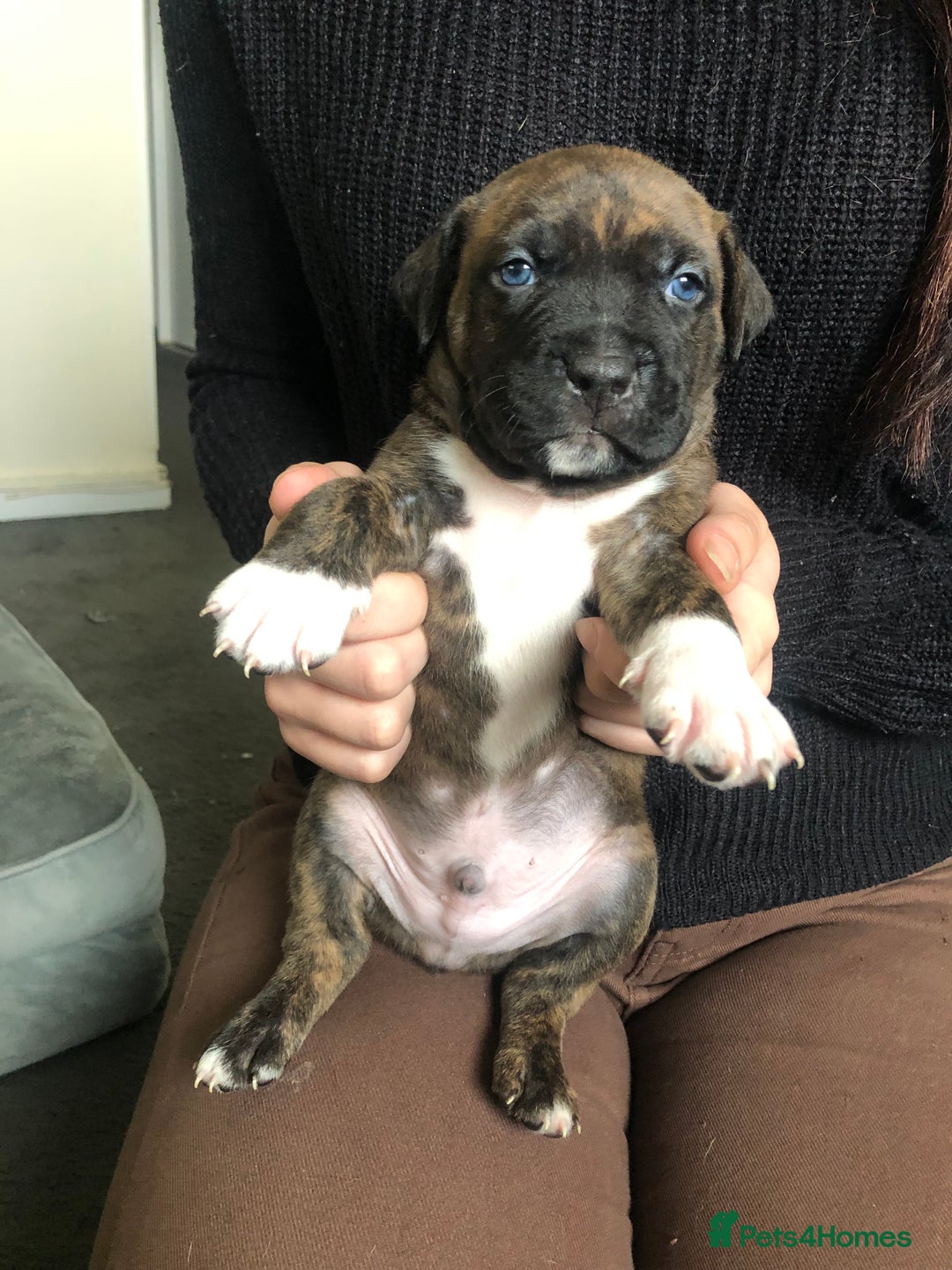 Staffordshire Bull Terrier dogs for sale: Staffordshire bull terrier puppies - Image 9