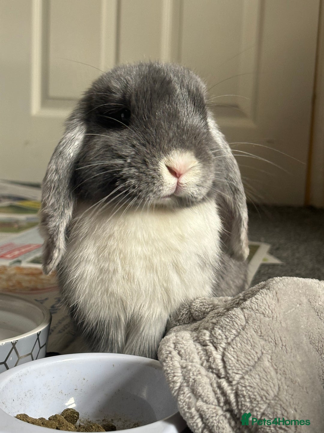 Mini Lop rabbits for sale: 1year old mini lop - Advert 2