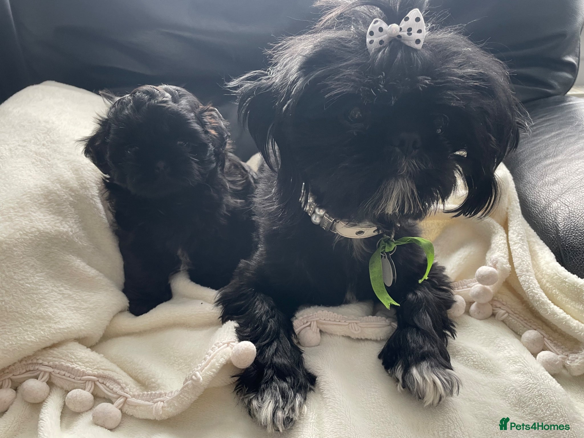 Shih Tzu dogs Delightful Imperial Shihtzu - Advert 1