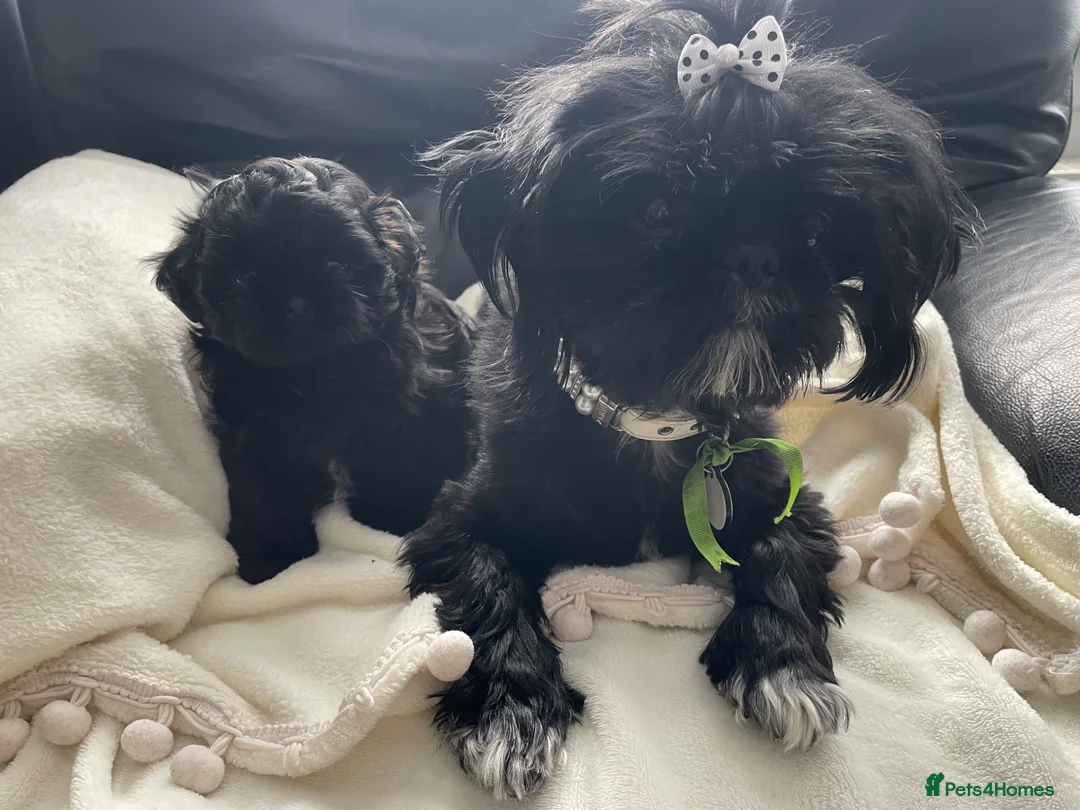 Shih Tzu dogs for sale: Delightful Imperial Shihtzu in Dronfield - Advert 1