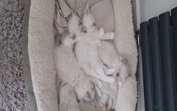 Ragdoll cats for sale: Blue mitted ragdoll kittens - Image 5