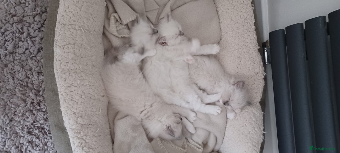 Ragdoll cats for sale: Blue mitted ragdoll kittens - Image 5