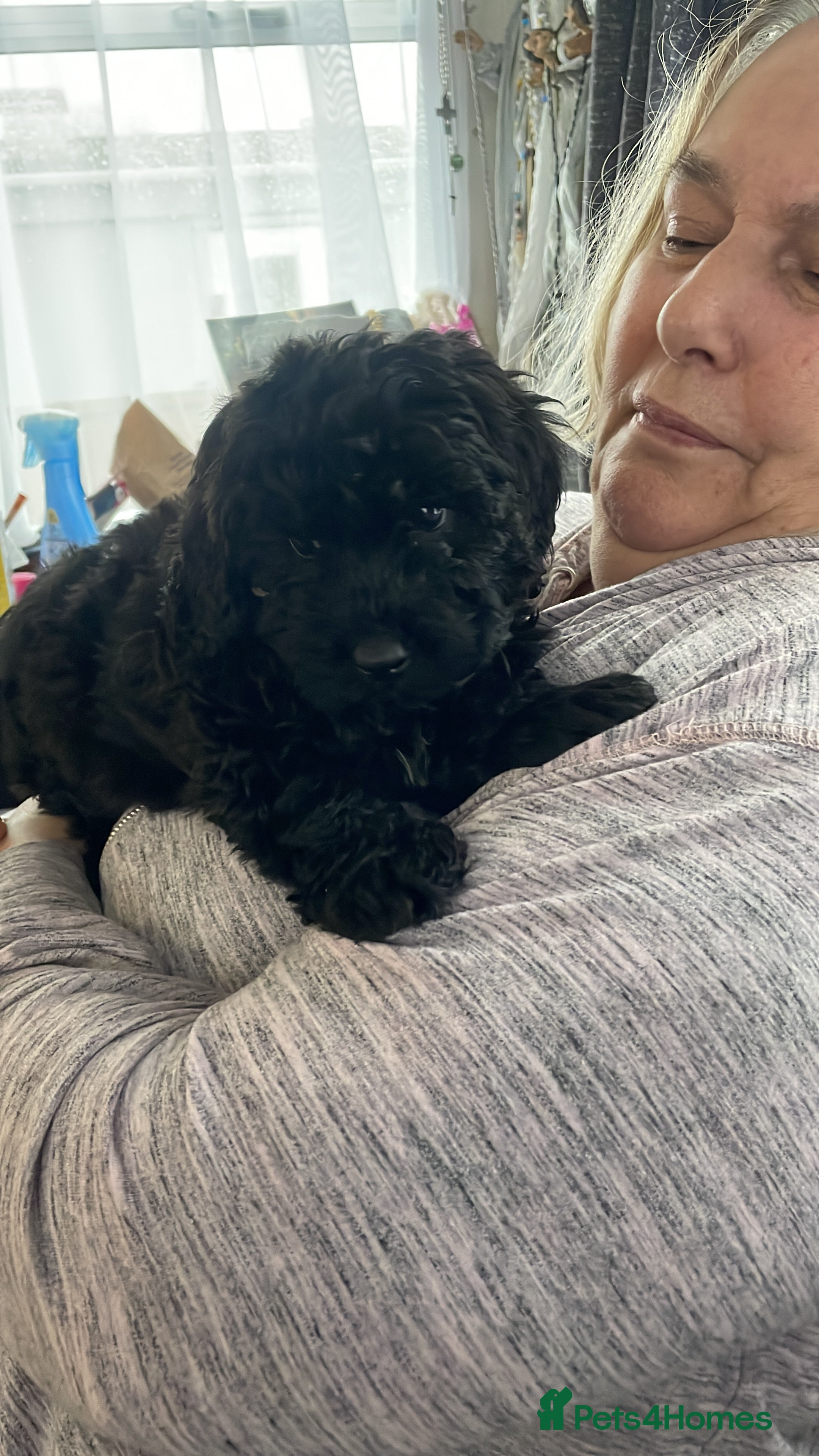 Cavapoo dogs F1b cavapoo male ready now  - Advert 3