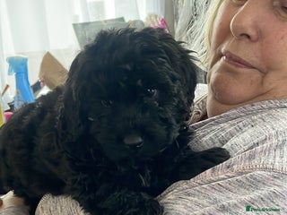Cavapoo dogs F1b cavapoo male ready now - Advert 1