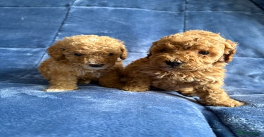 Cavapoo dogs - Advert 4