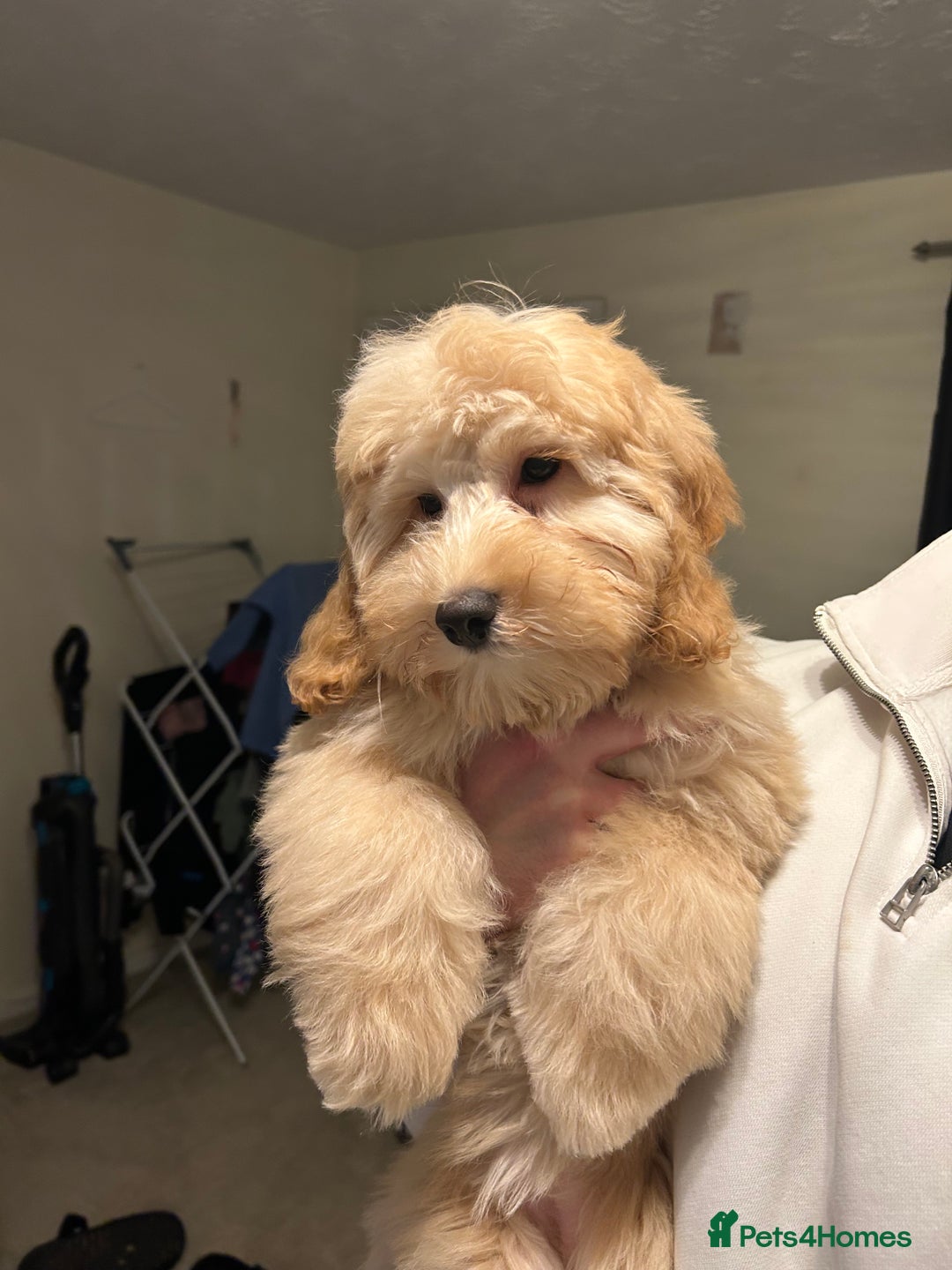 Cockapoo dogs for sale: 4 month old female Cockapoo  - Advert 2