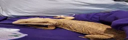 Bearded Dragon reptiles for sale: Female bearded dragon (flash) in Wellingborough - Advert 3