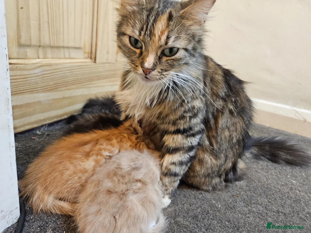 Mixed Breed cats for sale: Five eight week old kittens - Advert 12