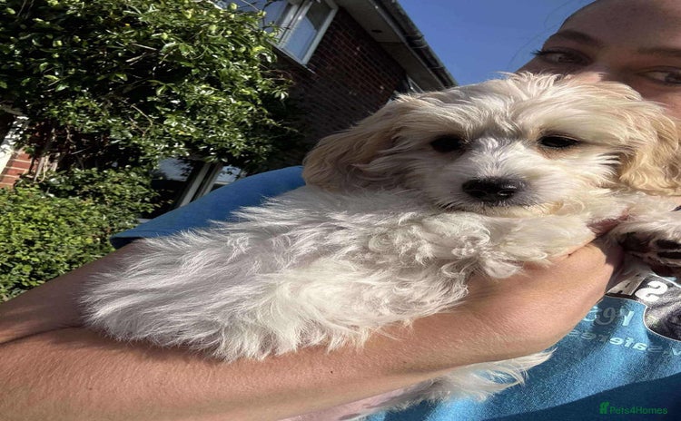 Cavapoo dogs - Advert 1