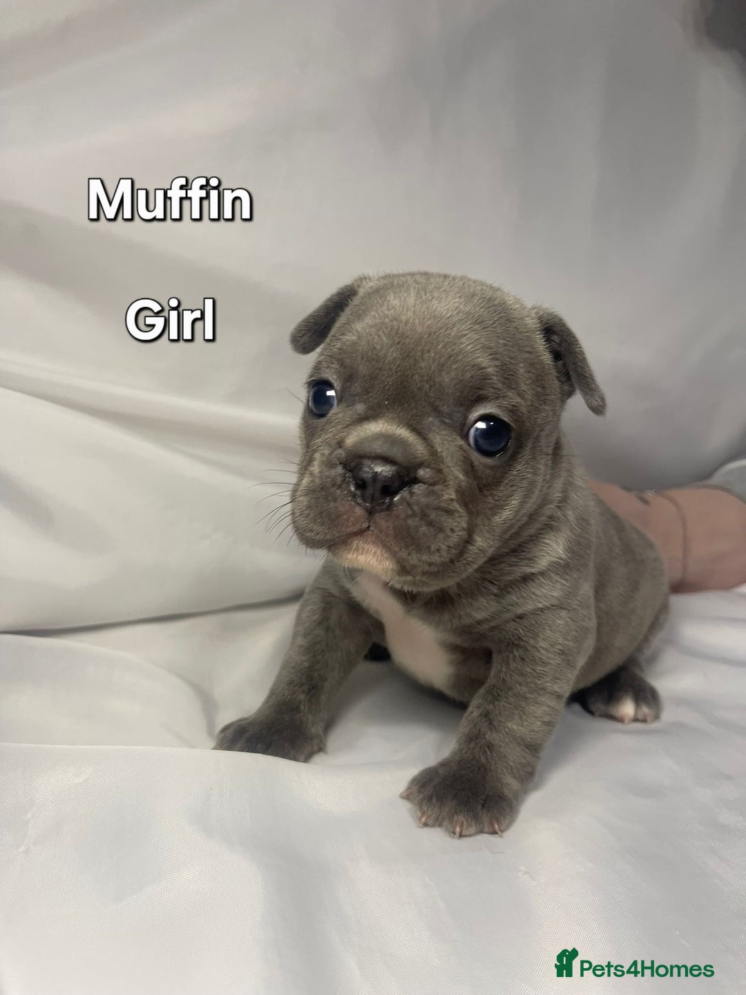 French Bulldog dogs for sale: Gorgeous litter of French Bulldog Pups  - Advert 18