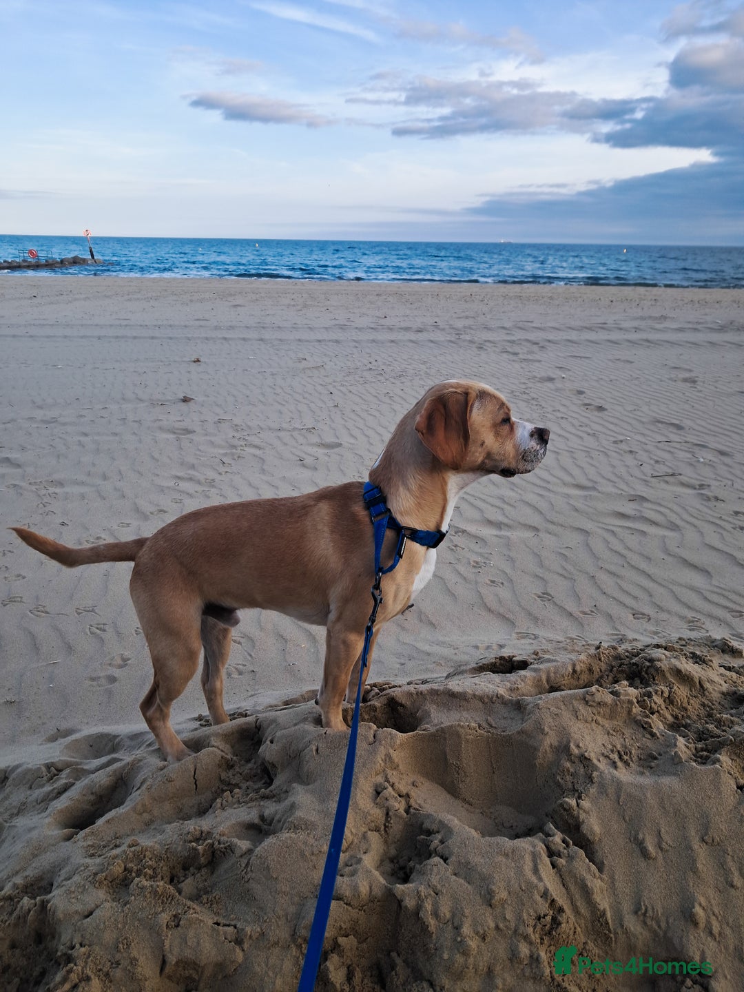 Mixed Breed dogs for sale: Arlo the French cockapoo - Image 15