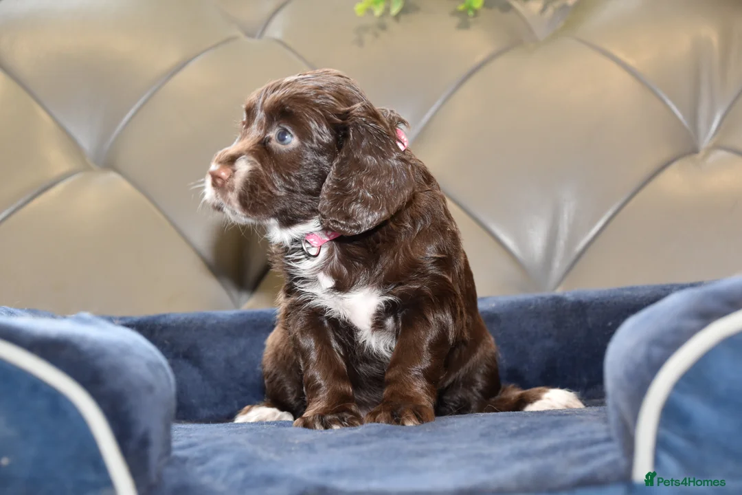 Cocker Spaniel dogs for sale: Kc Reg  Cocker Spaniel Puppies Health Tested - Advert 36