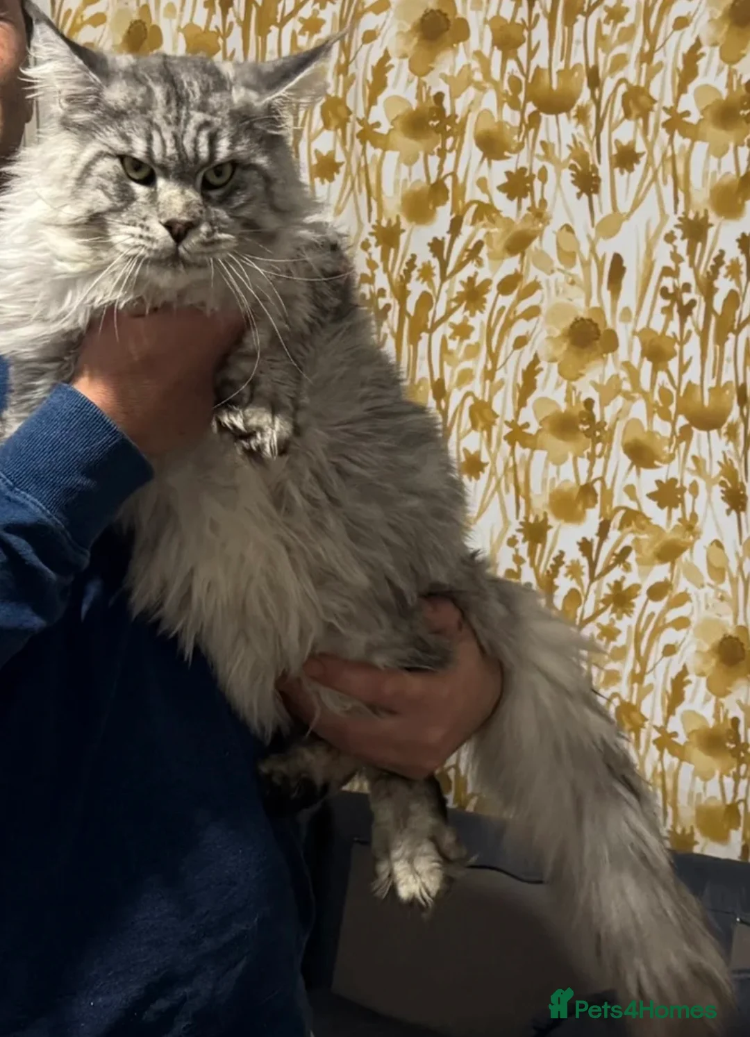 Maine Coon cats for stud: Maine Coon for stud in London - Advert 3