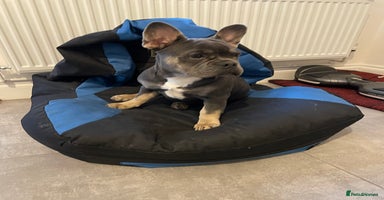 French Bulldog dogs - Advert 3