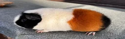 Guinea Pig rodents for sale: Guinea pigs - Advert 8