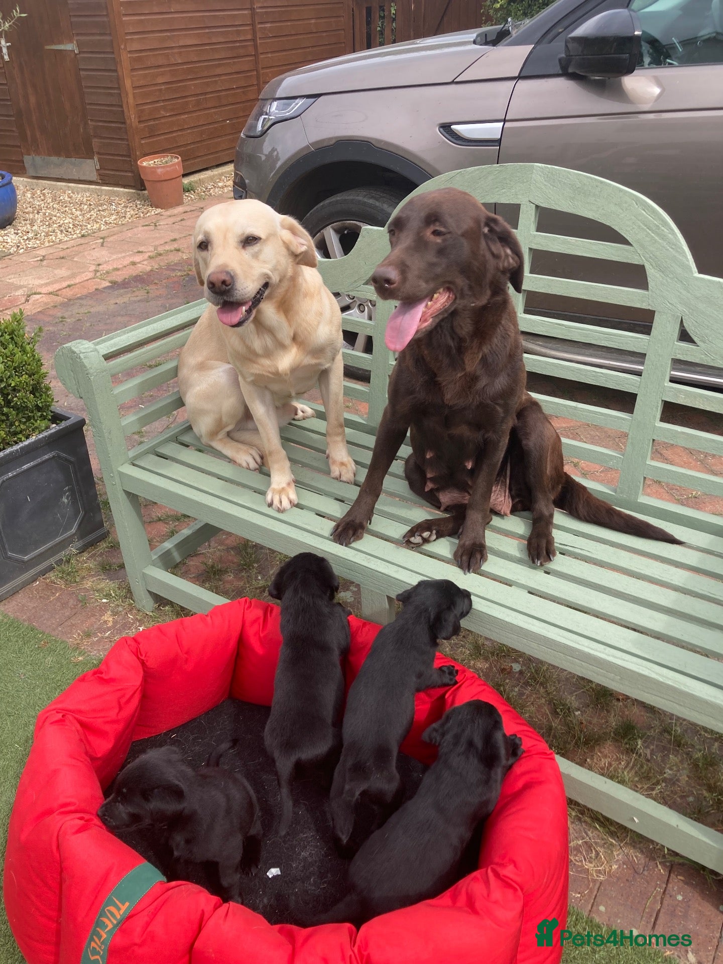 Labrador Retriever dogs Chunky Labrador puppies - Advert 1