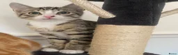 Mixed Breed cats for sale: Two adorable kittens for sale  - Advert 3