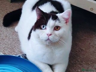 British Shorthair cats GCCF CH lines. Beautiful BSH odd eyes boy & girl. - Advert 1