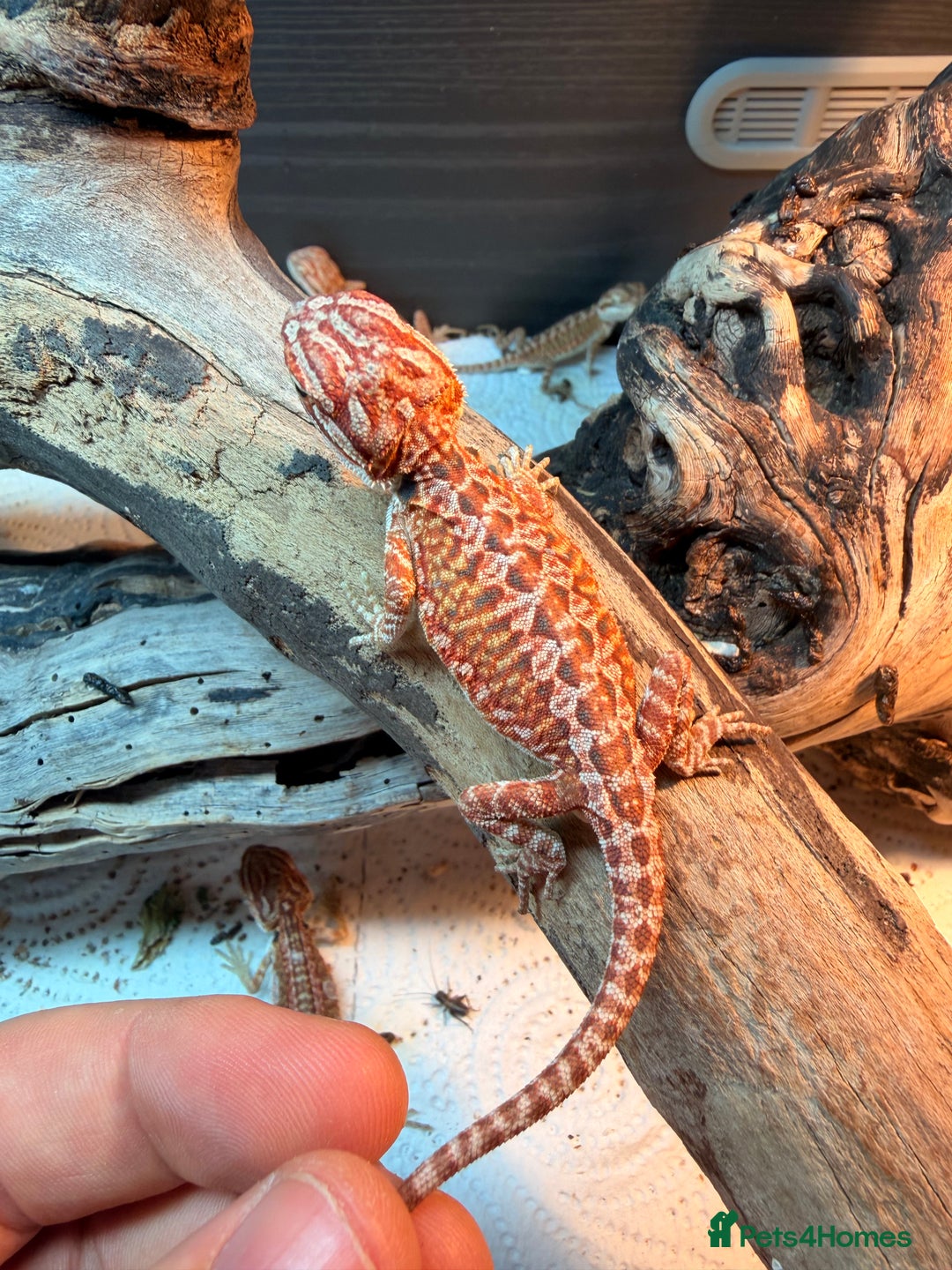 Bearded Dragon reptiles for sale: Super red and Gstripe Baby Breaded dragons - Image 9