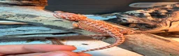 Bearded Dragon reptiles for sale: Super red Baby Breaded dragons - Advert 9