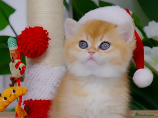 British Shorthair cats 🧿Luxurious Exclusive Golden BSH girl ready20.12 ✨ - Advert 1