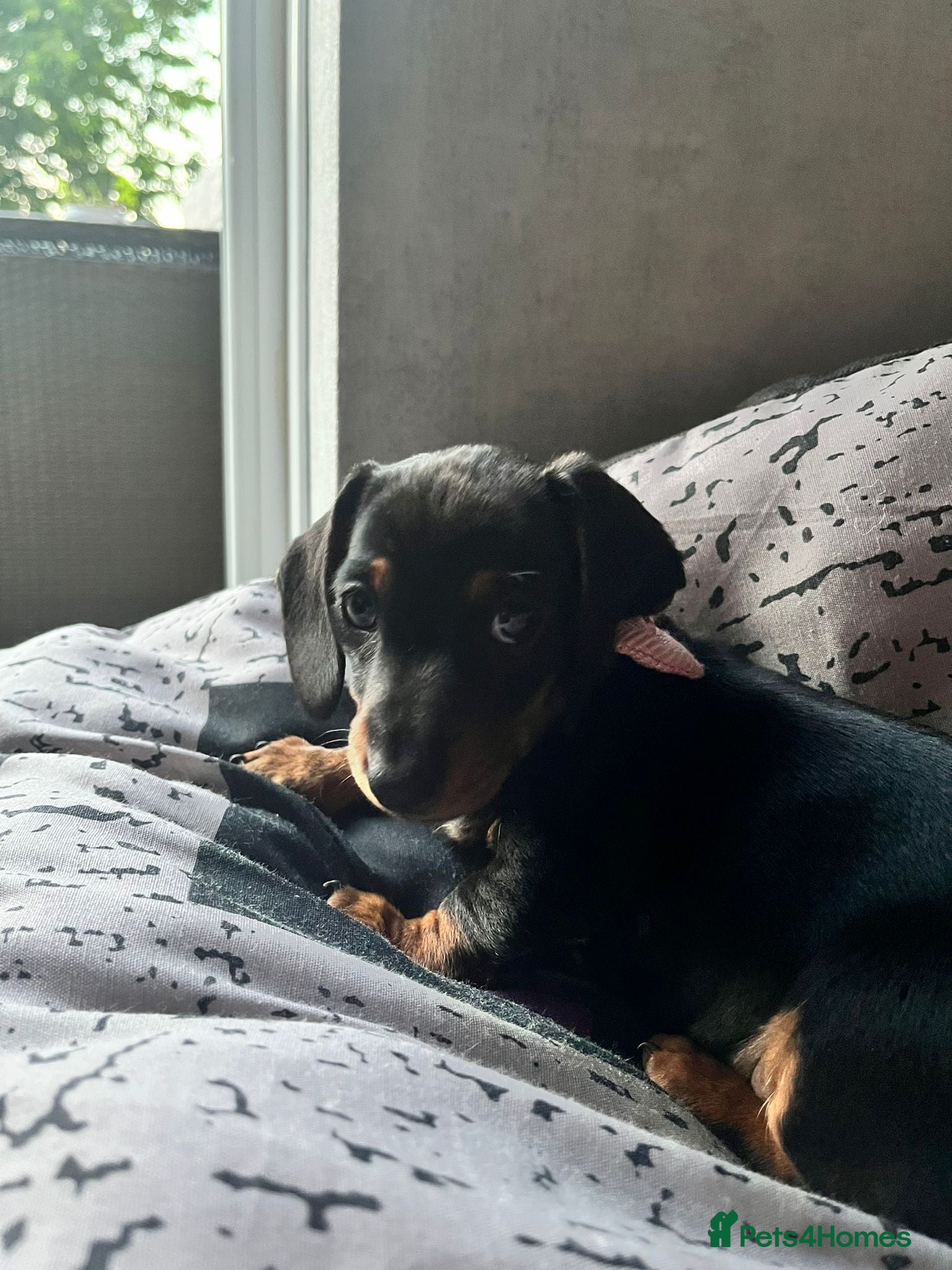 Dachshund dogs Miniature dachshund puppies for sale - Advert 4