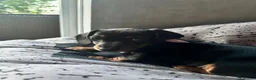Dachshund dogs for sale: Miniature dachshund puppies for sale - Advert 8