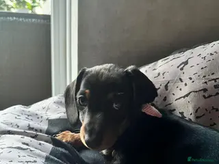 Dachshund dogs Miniature dachshund puppies for sale - Advert 4