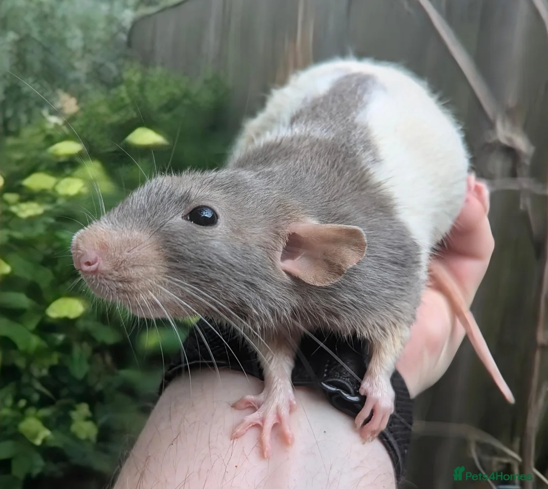 Rat rodents for sale: Rats various breeds male and female in Corby - Advert 2