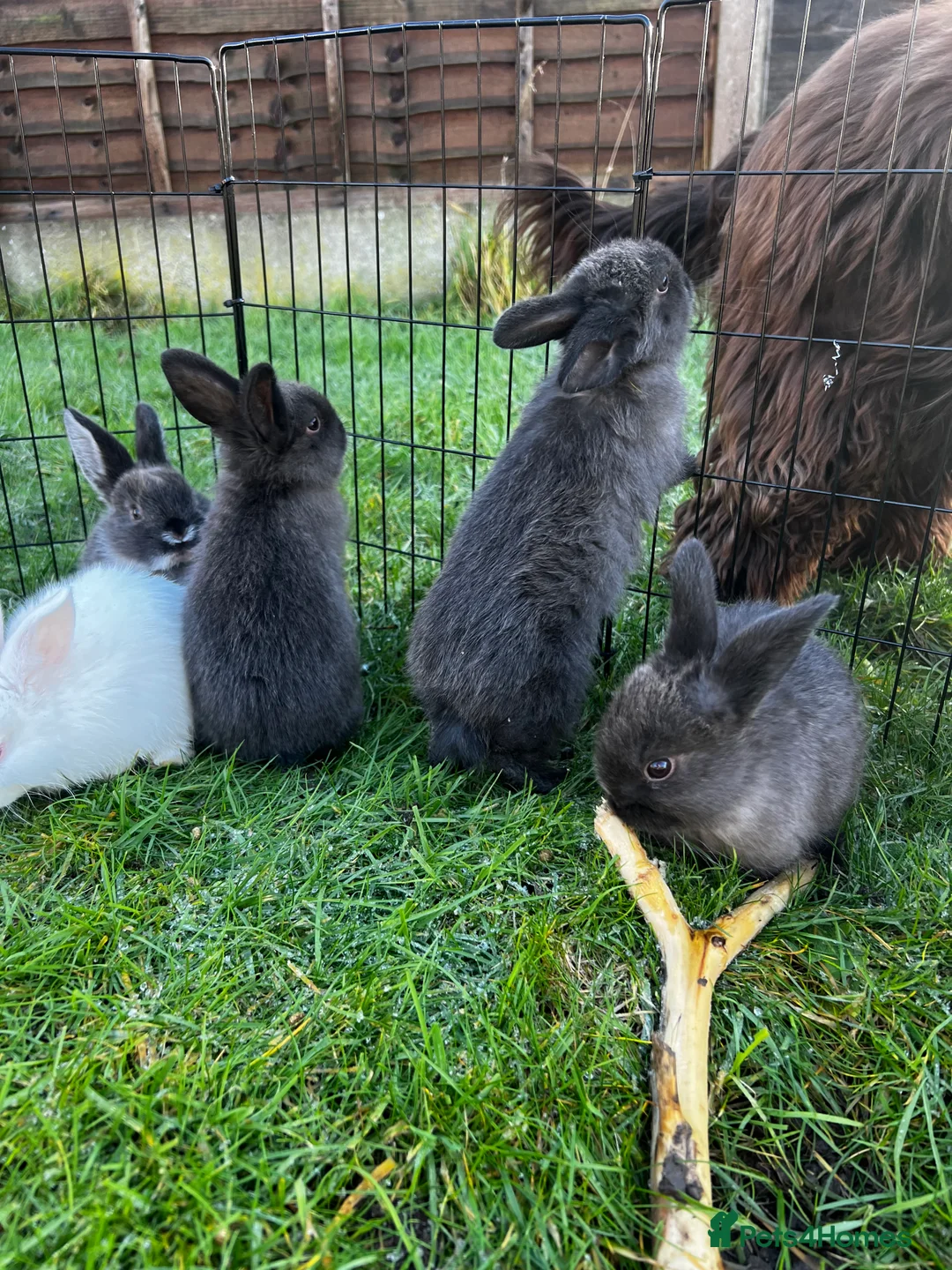 Mixed Breed rabbits for sale: Rabbits for sale in Walsall - Advert 7