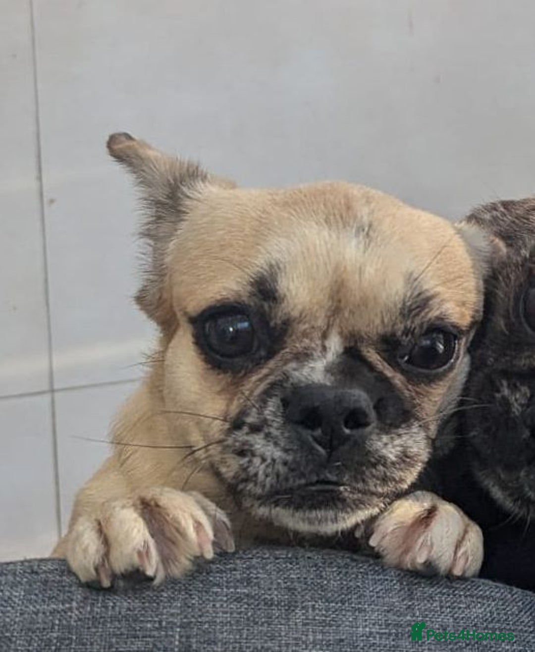 Puggle dogs for adoption: 💖🐶LOLA 2 -affectionate & sweet PugxFrenchie🐶💖 - Image 4