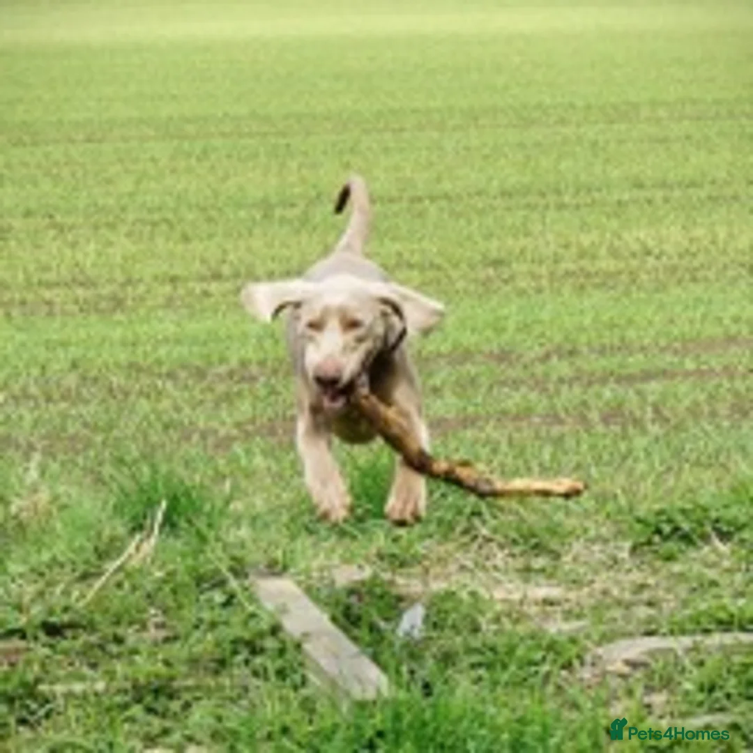 Weimaraner dogs for stud: beautiful Weimaraner super stud proven  in Durham - Advert 9