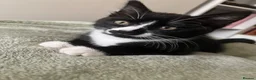 Mixed Breed cats for sale: Kittens for sale  - Advert 2